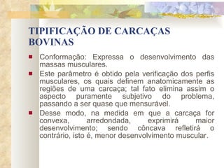 TIPIFICAÇÃO DE CARCAÇAS BOVINAS Conformação: Expressa o desenvolvimento das massas musculares. Este parâmetro é obtido pela verificação dos perfis musculares, os quais definem anatomicamente as regiões de uma carcaça; tal fato elimina assim o aspecto puramente subjetivo do problema, passando a ser quase que mensurável. Desse modo, na medida em que a carcaça for convexa, arredondada, exprimirá maior desenvolvimento; sendo côncava refletirá o contrário, isto é, menor desenvolvimento muscular. 
