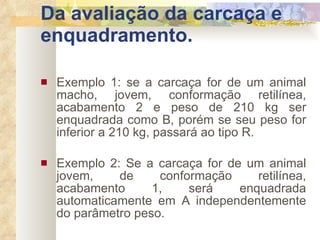 Da avaliação da carcaça e enquadramento. Exemplo 1: se a carcaça for de um animal macho, jovem, conformação retilínea, acabamento 2 e peso de 210 kg ser enquadrada como B, porém se seu peso for inferior a 210 kg, passará ao tipo R. Exemplo 2: Se a carcaça for de um animal jovem, de conformação retilínea, acabamento 1, será enquadrada automaticamente em A independentemente do parâmetro peso. 