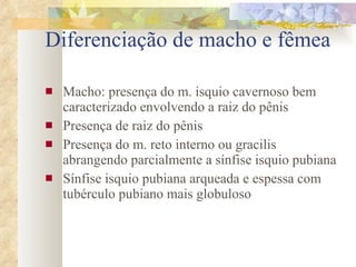 Diferenciação de macho e fêmea Macho: presença do m. isquio cavernoso bem caracterizado envolvendo a raiz do pênis Presença de raiz do pênis Presença do m. reto interno ou gracilis abrangendo parcialmente a sínfise isquio pubiana Sínfise isquio pubiana arqueada e espessa com tubérculo pubiano mais globuloso 