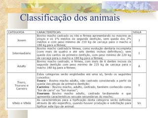 Classificação dos animais 