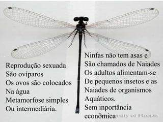 Reprodução sexuada
São ovíparos
Os ovos são colocados
Na água
Metamorfose simples
Ou intermediária.
Ninfas não tem asas e
São chamados de Naiades
Os adultos alimentam-se
De pequenos insetos e as
Naiades de organismos
Aquáticos.
Sem inportância
econômica
 