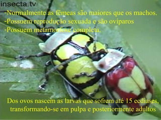 -Normalmente as fêmeas são maiores que os machos.
-Possuem reprodução sexuada e são ovíparos
-Possuem metamorfose completa.
-.
Dos ovos nascem as larvas que sofrem até 15 ecdiases,
transformando-se em pulpa e posteriormente adultos
 