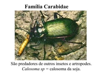 Família Carabidae
São predadores de outros insetos e artropodes.
Calosoma sp = calosoma da soja.
 
