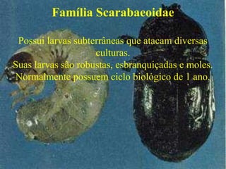 Família Scarabaeoidae
Possui larvas subterrâneas que atacam diversas
culturas.
Suas larvas são robustas, esbranquiçadas e moles.
Normalmente possuem ciclo biológico de 1 ano.
 
