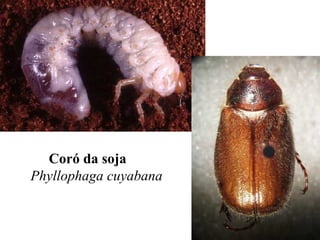 Coró da soja
Phyllophaga cuyabana
 
