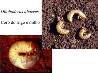 Diloboderus abderus
Coró do trigo e milho
 