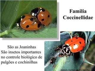 São as Joaninhas
São insetos importantes
no controle biológico de
pulgões e cochinilhas
Familia
Coccinellidae
 
