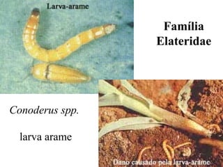 Família
Elateridae
Conoderus spp.
larva arame
 