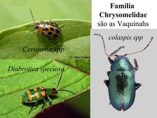 Família
Chrysomelidae
são as Vaquinahs
Cerotoma spp
Diabrotica speciosa
colaspis spp
 