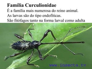 Família Curculionidae
É a família mais numerosa do reino animal.
As larvas são do tipo endofíticas.
São fitófagos tanto na forma larval como adulta
 