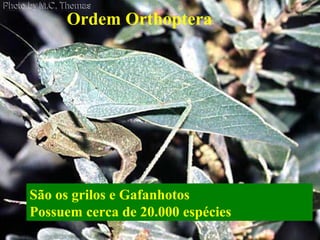 Ordem OrthopteraOrdem Orthoptera
São os grilos e Gafanhotos
Possuem cerca de 20.000 espécies
 