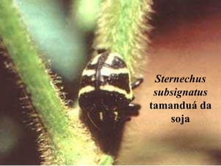 Sternechus
subsignatus
tamanduá da
soja
 