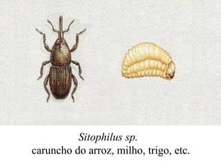 Sitophilus sp.
caruncho do arroz, milho, trigo, etc.
 