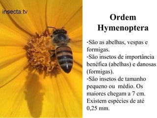 Ordem
Hymenoptera
-São as abelhas, vespas e
formigas.
-São insetos de importância
benéfica (abelhas) e danosas
(formigas).
-São insetos de tamanho
pequeno ou médio. Os
maiores chegam a 7 cm.
Existem espécies de até
0,25 mm.
 