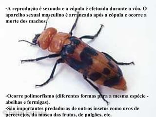 -A reprodução é sexuada e a cópula é efetuada durante o vôo. O
aparelho sexual masculino é arrancado após a cópula e ocorre a
morte dos machos.
-Ocorre polimorfismo (diferentes formas para a mesma espécie -
abelhas e formigas).
-São importantes predadoras de outros insetos como ovos de
percevejos, da mosca das frutas, de pulgões, etc.
 