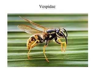 Vespidae
 