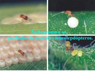 Trchogramma sp.
predador de ovos de vários lepdópteros.
 