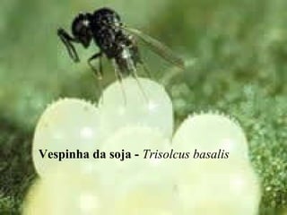 Vespinha da soja - Trisolcus basalis
 