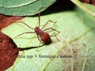 Atta spp = formigas e saúvas
 