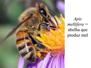 Apis
mellifera =
abelha que
produz mel
 