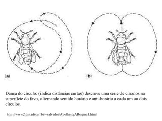 http://www2.dm.ufscar.br/~salvador/AbelhastgARegina1.html
Dança do círculo: (indica distâncias curtas) descreve uma série de círculos na
superfície do favo, alternando sentido horário e anti-horário a cada um ou dois
círculos.
 