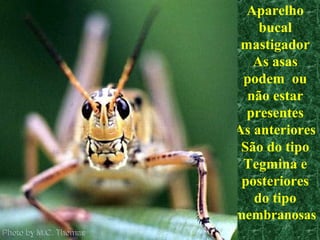 Aparelho
bucal
mastigador
As asas
podem ou
não estar
presentes
As anteriores
São do tipo
Tegmina e
posteriores
do tipo
membranosas
 
