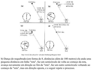 b) Dança do requebrado:(em forma de 8, distâncias além de 100 metros) ela anda uma
pequena distância em linha "reta", faz um semicírculo de volta ao começo da reta,
avança novamente em direção ao fim da "reta", faz um outro semicírculo voltando ao
começo da "reta", mas em direção oposta, e a seguir repete o processo.
http://www2.dm.ufscar.br/~salvador/AbelhastgARegina1.html
 