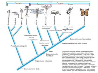 Cladograma mostrando relações hipotética entre insetos.
Muitas sinapomorfias tem sido omitidas. Ordens Protura,
Colembora e Diplura são entognatos e junto com a ordem
Ectognata Thysanura formam a tradicional (mas o parafi-
lético grupo Apterygota. Essas ordens originaram-se antes
dos primeiros ancestrais com asas. Ordens Odonata e
Efemeroptera formam Paleoptera, que possuem asas
Desdobráveis. As ordens restantes tem asas que dobram-se
Para trás sobre o abdomen (Neoptera). Superordem
Orthoptera, Isoptera, Plecoptera, Embrioptera e Dermaptera.
Hemipterodea inclui ordens Zoraptera, Psocoptera, Hemiptera,
Homoptera, Thysanoptera, Anoplura e Mallophaga; e super-
Ordem Holometabola engloba todas ordens holometabolas.
Grupos externos para esse cladograma são os myriapodas
Asas
Peças bucais ectognata
Desenvolvimento direto
Peças bucais ectognatas
Desenvolvimento
hemitábolo
Asas dobrando-se por sobre o corpo
Desenvolvimento holometábolo
Olhos compostos reduzidos
Partes bucais vestigiais
Antenas diminuídas
Antenas pequenas
Antenas reduzidas
Venação de asas reduzidas
Sem ocelo
Mandíbula massiva
Lábio preênsil
Peças bucas cortantes de mascar
 
