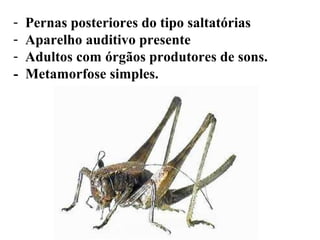 - Pernas posteriores do tipo saltatórias
- Aparelho auditivo presente
- Adultos com órgãos produtores de sons.
- Metamorfose simples.
 
