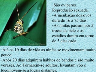 -São ovíparos.
Reprodução sexuada.
-A incubação dos ovos
dura de 16 a 75 dias.
-As ninfas passam por 5
trocas de pele e os
estádios duram em torno
de 5 dias cada.
-Até os 10 dias de vida as ninfas se movimentam muito
pouco.
-Após 20 dias adquirem hábitos de bandos e são muito
vorazes. Ao Tornarem-se adultos, levantam vôo e
locomovem-se a locais distantes.
 