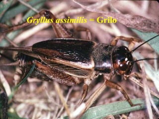 Gryllus assimilis = Grilo
 