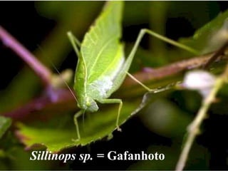 Sillinops sp. = GafanhotoSillinops sp. = Gafanhoto
 