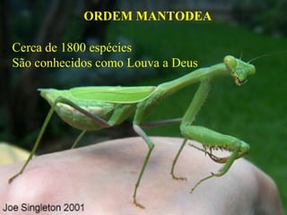 ORDEM MANTODEA
Cerca de 1800 espécies
São conhecidos como Louva a Deus
 
