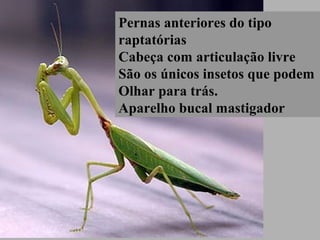 Pernas anteriores do tipo
raptatórias
Cabeça com articulação livre
São os únicos insetos que podem
Olhar para trás.
Aparelho bucal mastigador
 