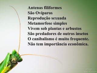 Antenas filiformes
São Ovíparos
Reprodução sexuada
Metamorfose simples
Vivem sob plantas e arbustos
São predadores de outros insetos
O canibalismo é muito frequente.
Não tem importância econômica.
 