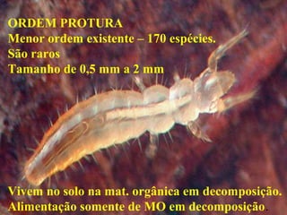 ORDEM PROTURA
Menor ordem existente – 170 espécies.
São raros
Tamanho de 0,5 mm a 2 mm
Vivem no solo na mat. orgânica em d...