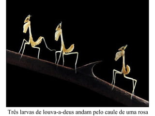Três larvas de louva-a-deus andam pelo caule de uma rosa
 