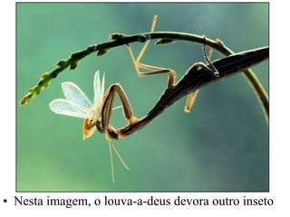 • Nesta imagem, o louva-a-deus devora outro inseto
 
