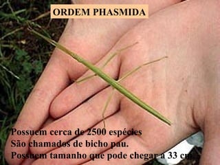 ORDEM PHASMIDA
Possuem cerca de 2500 espécies
São chamados de bicho pau.
Possuem tamanho que pode chegar a 33 cm.
 