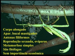 Corpo alongado
Apar. bucal mastigador
Antenas filiformes
Reprodução sexuada, ovíparos
Metamorfose simples
São fitófagos
Sem importância econômica
 