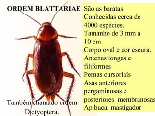 ORDEM BLATTARIAE São as baratas
Conhecidas cerca de
4000 espécies.
Tamanho de 3 mm a
10 cm
Corpo oval e cor escura.
Antenas longas e
filiformes
Pernas cursoriais
Asas anteriores
pergaminosas e
posteriores membranosas
Ap.bucal mastigador
Também chamado ordem
Dictyoptera.
 