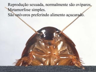 Reprodução sexuada, normalmente são ovíparos,
Metamorfose simples.
São onívoros preferindo alimento açucarado.
 