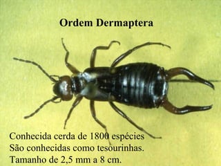Ordem Dermaptera
Ordem Dermaptera
Conhecida cerda de 1800 espécies
São conhecidas como tesourinhas.
Tamanho de 2,5 mm a 8 cm.
 