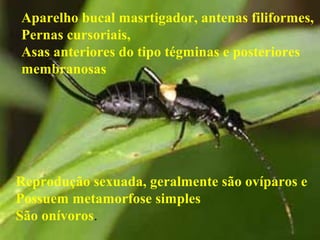 Aparelho bucal masrtigador, antenas filiformes,
Pernas cursoriais,
Asas anteriores do tipo tégminas e posteriores
membranosas
Reprodução sexuada, geralmente são ovíparos e
Possuem metamorfose simples
São onívoros.
 
