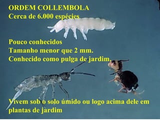 ORDEM COLLEMBOLA
Cerca de 6.000 espécies
Pouco conhecidos
Tamanho menor que 2 mm.
Conhecido como pulga de jardim.
Vivem sob o solo úmido ou logo acima dele em
plantas de jardim
 