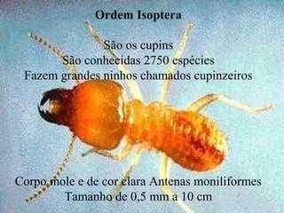 Ordem Isoptera
Compreendem os cupins que atacam madeiras,
fazem os cupinzeiros no campo. Algumas
espécies atacam cana de açúcar e eucalipto
Ordem Isoptera
São os cupins
São conhecidas 2750 espécies
Fazem grandes ninhos chamados cupinzeiros
Corpo mole e de cor clara Antenas moniliformes
Tamanho de 0,5 mm a 10 cm
 