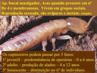 Ap. bucal mastigador, Asas quando presente em nº
De 4 e membranosas. Vivem em grupos sociais.
Reprodução sexuada, são ovíparos e metam. simples
Os cupinzeiros podem passar por 3 fases:
1ª juveniil – predominância de operárias – 0 a 6 anos
2ª adulto – produção de alados – 4 a 12 anos
3ª Senescente – diminuição no nº de indivíduos.
 