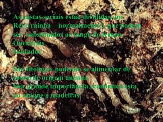 As castas sociais estão divididas em
Rei e rainha – normalmente 1 que podem
ser substituidos ao longo do tempo.
Operárias
Soldados
São fitófagos podendo se alimentar de
couro de origem animal.
Sua grande importância econômica esta
no ataque a madeiras.
 