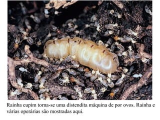 Rainha cupim torna-se uma distendita máquina de por ovos. Rainha e
várias operárias são mostradas aqui.
 