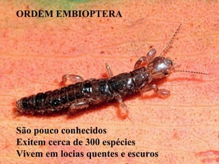 ORDEM EMBIOPTERA
São pouco conhecidos
Exitem cerca de 300 espécies
Vivem em locias quentes e escuros
 